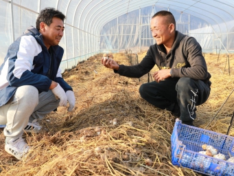 北京市密云区大城子镇赤松茸基地实现灾后复产